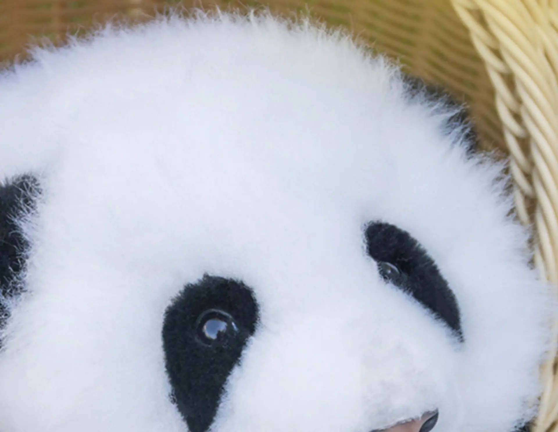 3-month-old Hehua handmade simulated panda doll large size sheepskin plush toy