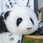 Hehua Panda Doll 3 months - Image 7