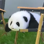 Hehua Panda Doll 3 months - Image 8