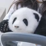 Hehua Panda Doll 3 months - Image 10