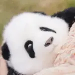 Heye Panda Doll 3 Months - Image 7