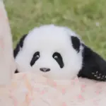 Heye Panda Doll 3 Months - Image 9