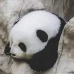 5-month-old Hehua handmade simulated panda doll large size sheepskin plush toy