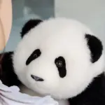 5-month-old Menglan handmade simulation panda doll pillow gift girl wool plush toy
