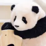 6-month-old Fubao handmade simulated panda doll large size sheepskin plush toy