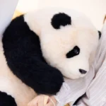 Hehua Panda Doll 6 Months - Image 9