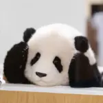 6-month-old Fubao handmade simulated panda doll large size sheepskin plush toy