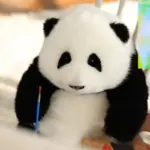 Hehua Panda Doll 6 Months - Image 12