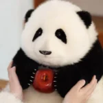 Hehua Panda Doll 6 Months - Image 7