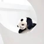 Fu Bao Panda Doll 6 Months - Image 19