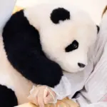6-month-old Fubao handmade simulated panda doll large size sheepskin plush toy
