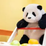 6-month-old Fubao handmade simulated panda doll large size sheepskin plush toy