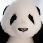 5-month-old Hehua handmade simulated panda doll large size sheepskin plush toy