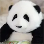 6-month-old Hehua handmade simulation panda doll pillow gift girl wool plush toy