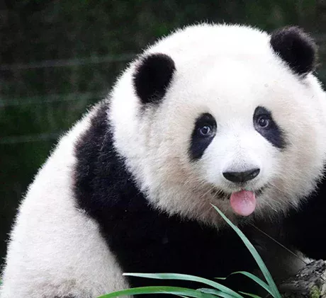 5-month-old Hehua handmade simulated panda doll large size sheepskin plush toy