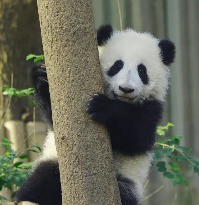 3-month-old Heye handmade simulated panda doll pillow sheepskin plush toy