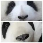 5-month-old Hehua handmade simulated panda doll large size sheepskin plush toy