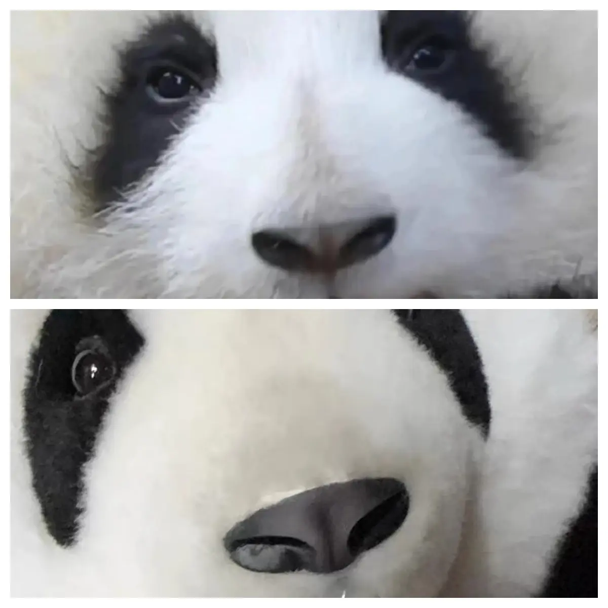5-month-old Hehua handmade simulated panda doll large size sheepskin plush toy