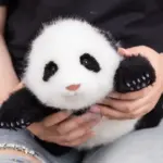 1.5-month-old Hehua handmade simulated panda doll pillow sheepskin plush toy