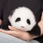 1.5-month-old Hehua handmade simulated panda doll pillow sheepskin plush toy