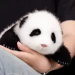 1.5-month-old Hehua handmade simulated panda doll pillow sheepskin plush toy