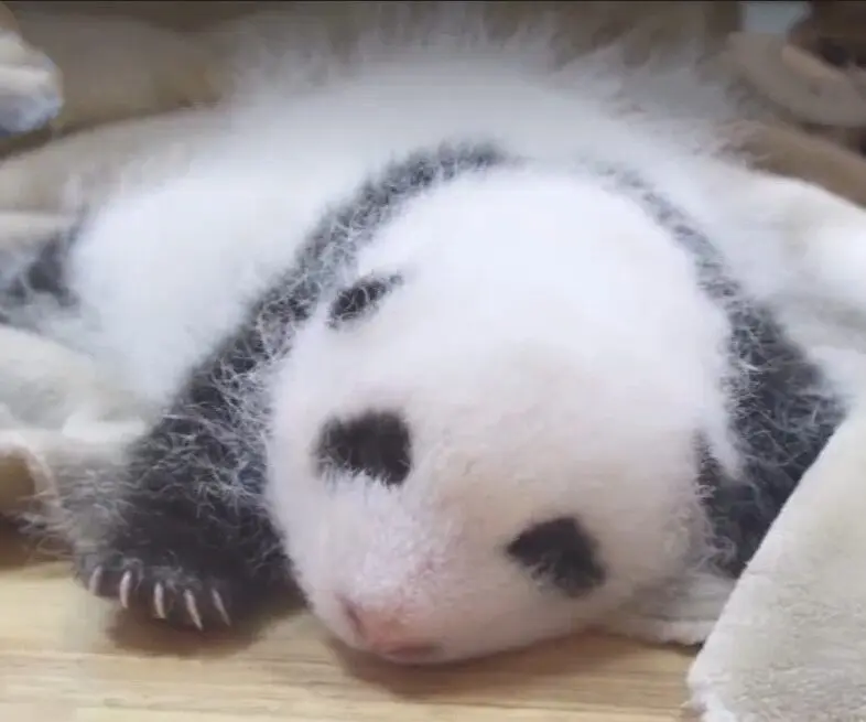 1.5-month-old Hehua handmade simulated panda doll pillow sheepskin plush toy