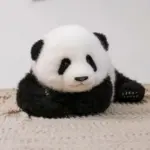 Menglan Panda Doll 3 Months - Image 14