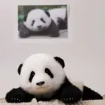 Menglan Panda Doll 3 Months - Image 13