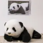 Menglan Panda Doll 3 Months - Image 10